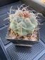Preview: Thelocactus hexaedrophorus